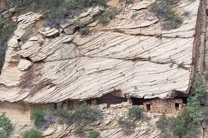 a close up of a tree