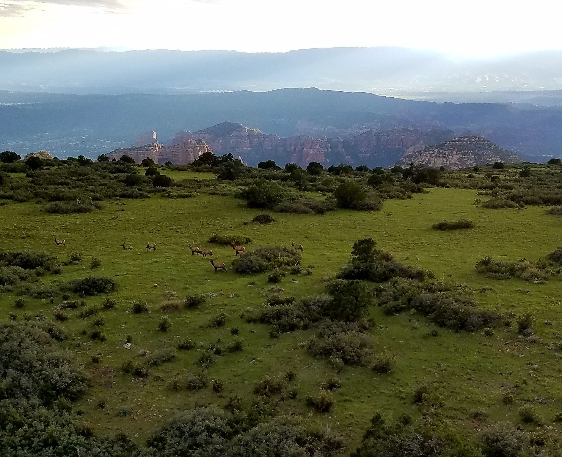 Mogollon Rim Image 4 a herd of sheep grazing on a lush green field