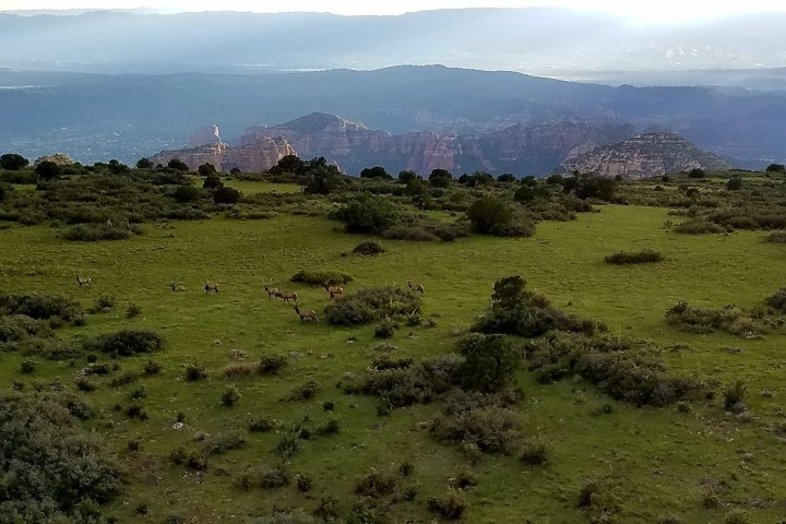 a herd of sheep grazing on a lush green field