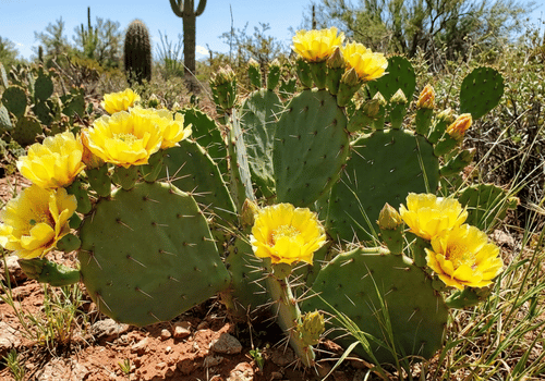 Prickly pear cactus with vibrant yellow flowers in a desert landscape.